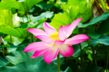 pink lotus flower are blooming