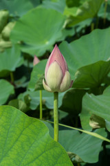 pink lotus flower are blooming