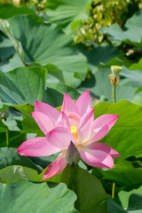 Fototapeta premium pink lotus flower are blooming