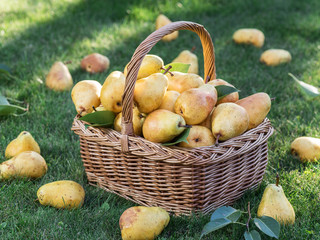 Ripe pears in the basket on the green grass.