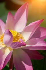 Clouse up of pink lotus flower are blooming