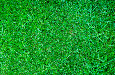 Green lawn,backyard background