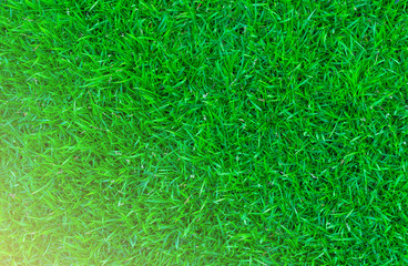 Green lawn,backyard background