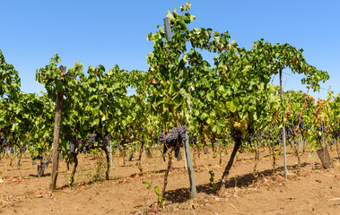 Fototapeta na wymiar vineyard in sicily, italy, white grapes and black grapes