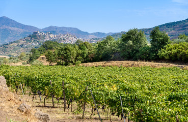 vineyard in the mount etna, sicily, italy - 175439322