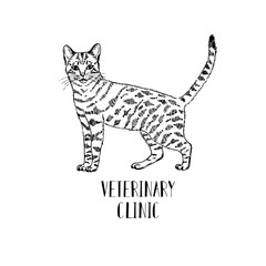 Fluffy cat hand-drawn. Logo for veterinary clinic or store Pets.