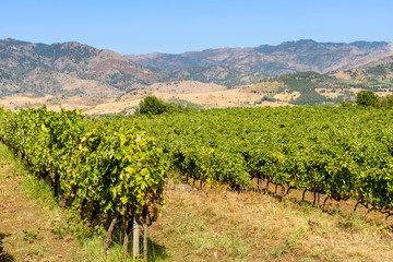 vineyard in the mount etna, sicily, italy - 175439360