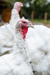 Turkeys from behind a metal fence on the farm