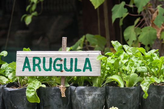 Arugula growing in pots. Arugula sign.