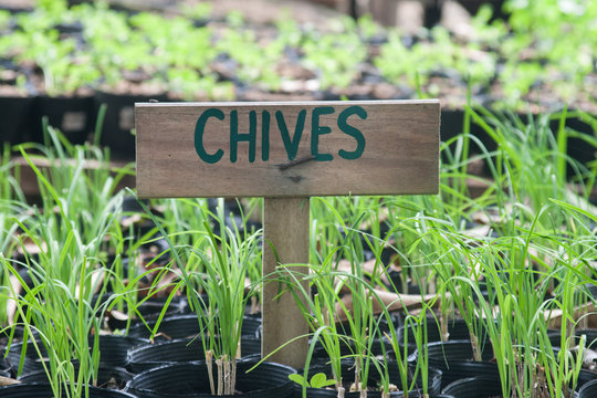 Chives growing in pots. Cives wooden sign.
