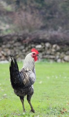 a rooster in the garden