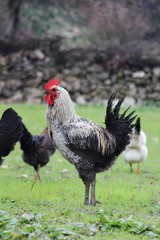 a rooster in the farm