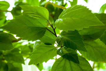 hibiscus leaves