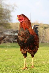standing chicken