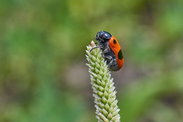 Obraz premium Speckled beetle on a plantain.