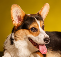 Pembroke Welsh Corgi, Dog Welsh Corgi 