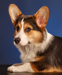 Pembroke Welsh Corgi, Dog Welsh Corgi 