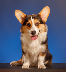 Pembroke Welsh Corgi, Dog Welsh Corgi 