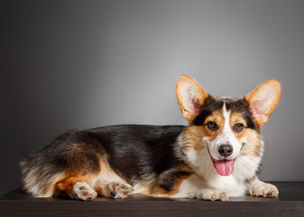 Pembroke Welsh Corgi, Dog Welsh Corgi 