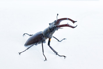 The male horned beetle deer on a white background.