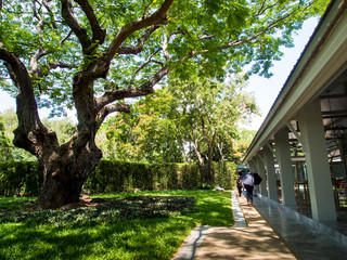 The shade of big tree for those who walk through