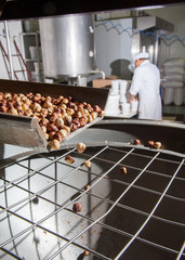 The processing of dry fruit: just shelled hazelnuts falling on a metal basin for the making process hazelnut cream