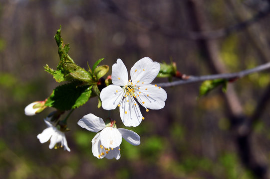 Flower of a plum tree
