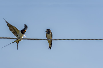 two swallows on a wire arguing