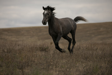 Obraz na płótnie Canvas Wild brown horse on the field running gallop