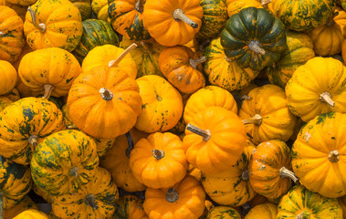 colorful pumpkin 