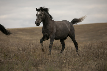 Wild brown horse on the field running gallop