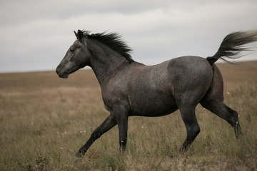 Wild brown horse on the field running gallop