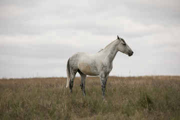 Wild white horse standing on the field - 175441792