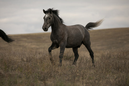 Wild brown horse on the field running gallop © antgor