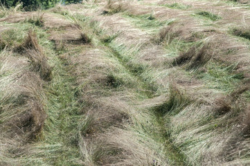 Freshly mown hay drying in rows on rural mountain meadow