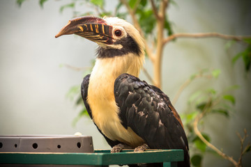 Toucan, Big beak bird