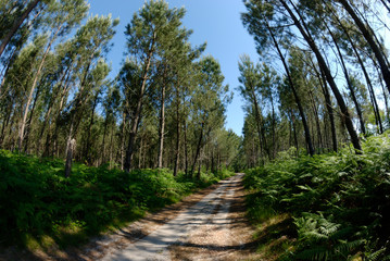 Forêt des Landes, Nouvelle-Aquitiane, Landes, France