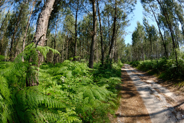 Forêt des Landes, Nouvelle-Aquitaine, Landes, France