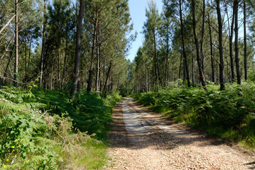 Forêt des Landes, Nouvelle-Aquitaine, Landes, France