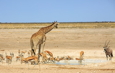 Fototapeta na wymiar Giraffe, Oryx and Impala on the open plains in Etosha