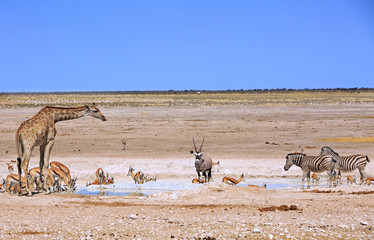 Fototapeta na wymiar Etosha plains with giraffe, zebra, springbok and Oryx, with a nice blue cloudless sky. Namibia. Africa