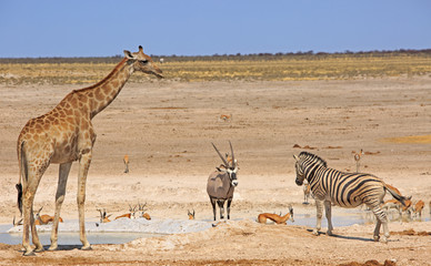 Fototapeta na wymiar Giraffe, Oryx Zebra and Springbok standing on the vast open plains in Etosha