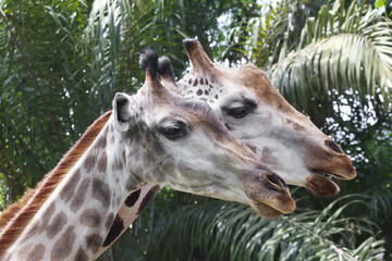 Пара жирафов