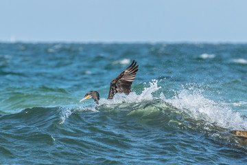 Fototapeta premium ostseeküste