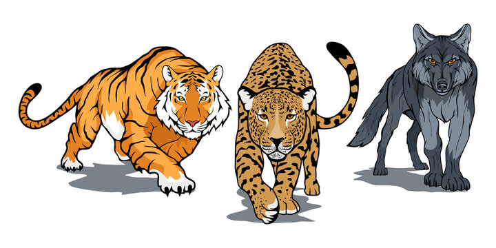 Set of animals including Bengal tiger, leopard, wolf
