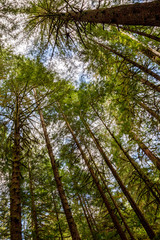 Obraz premium Mächtige Bäume im Avatar Grove bei Port Renfrew auf Vancouver Island, British Columbia, Kanada.