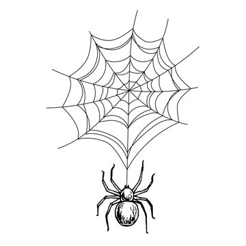 Spider on the web, scary Halloween sketch illustration. Vector