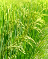 Close up of green paddy rice. Green ear of rice in paddy rice field