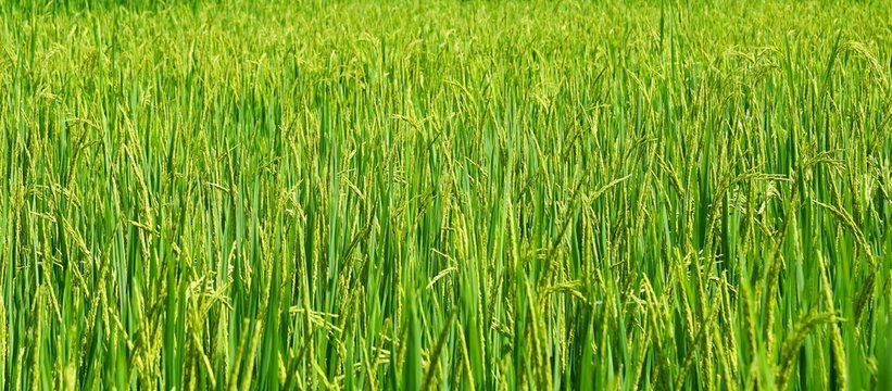 Green paddy rice. Green ear of rice in paddy rice field