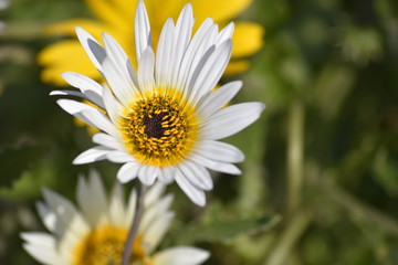 Obraz premium Flowers